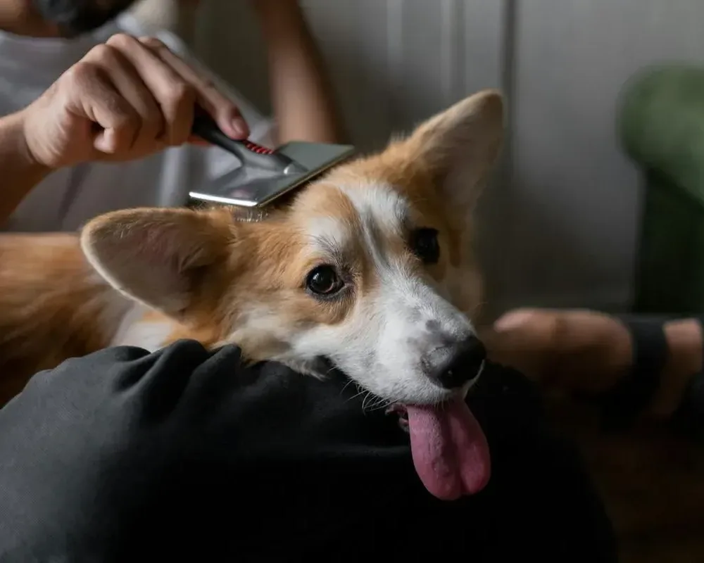 An owner gently grooming a corgi at home