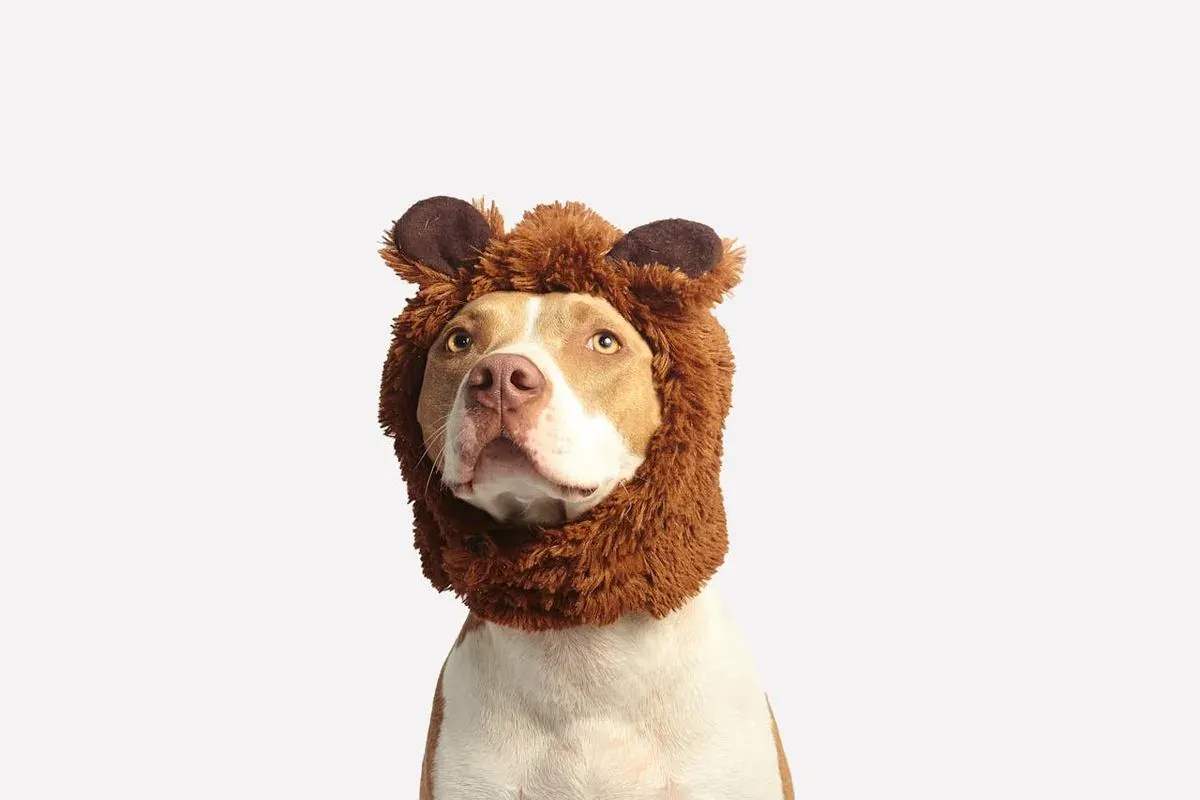 Testing without testing: the new challenge for pet care brands