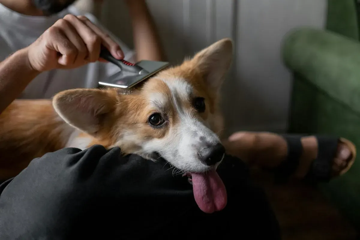 Pet care: when the dog validates the product himself (behind the scenes of a study)